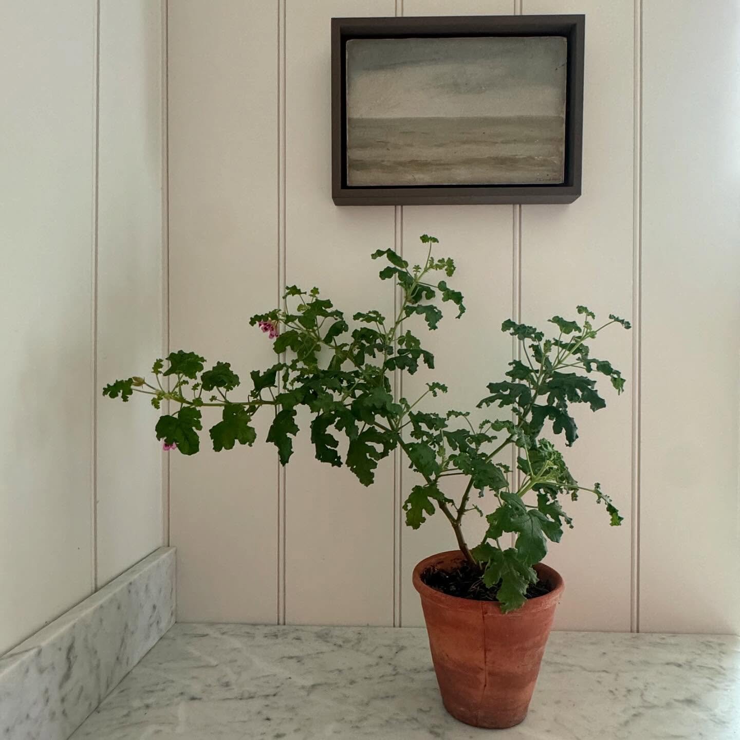 Scented pelargonium and a little Swedish seascape