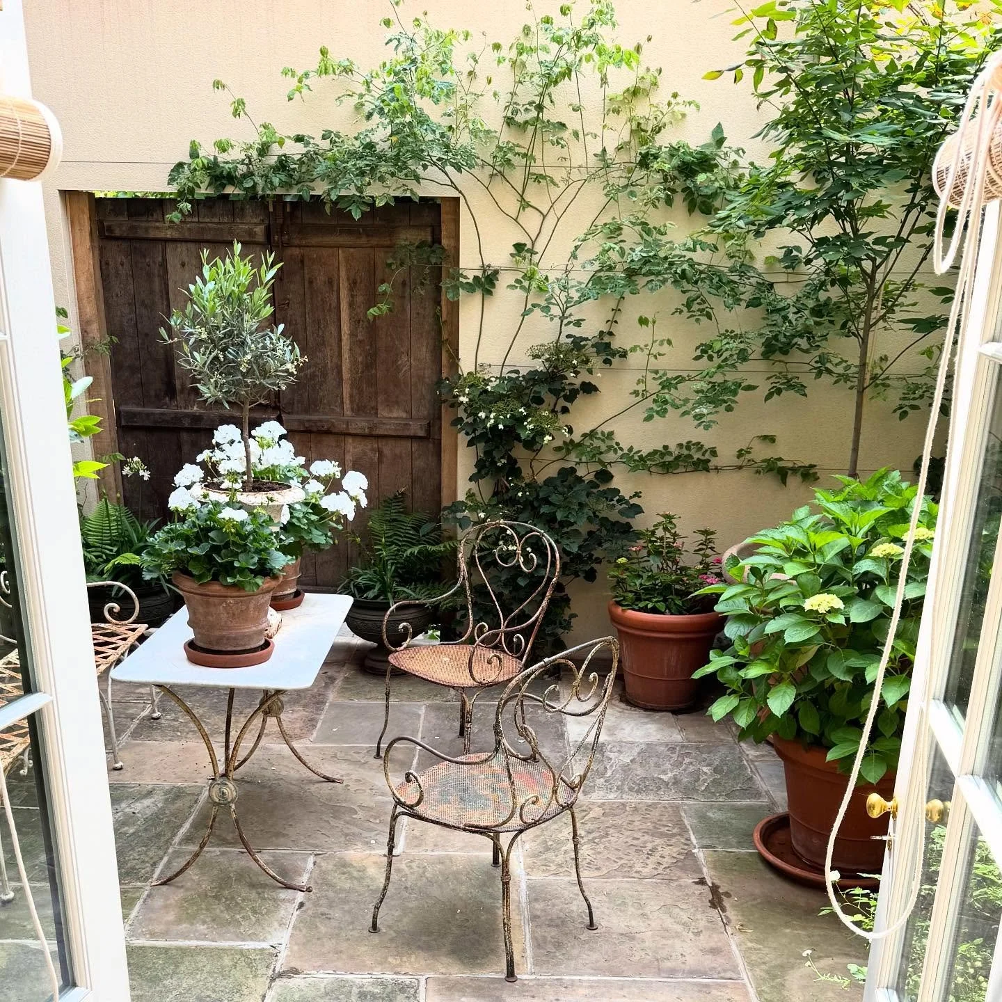 The courtyard at home.  Not bad for 1 year 🌿