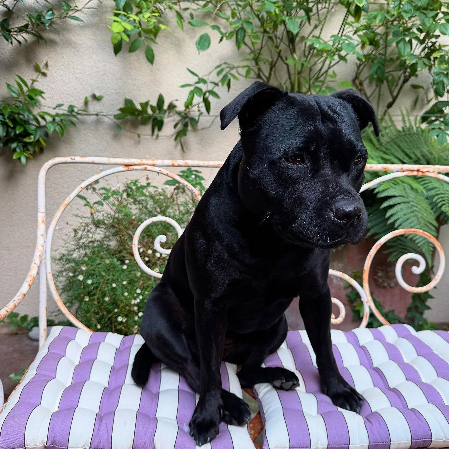 Beetle 🖤

#internationaldogday #staffie