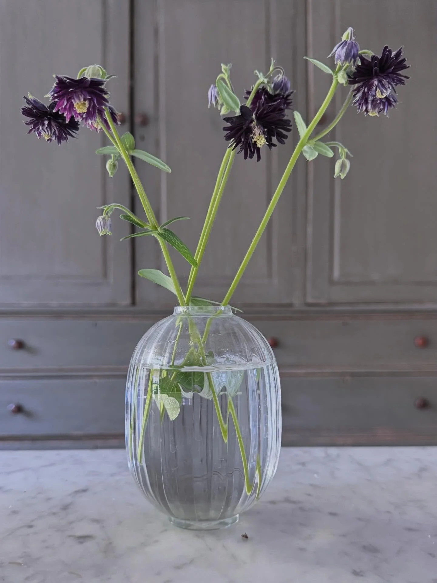 Black aquilegia in the kitchen