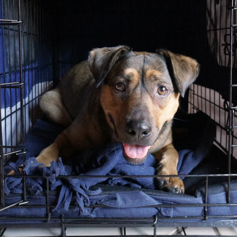 Always make the crate a happy place!