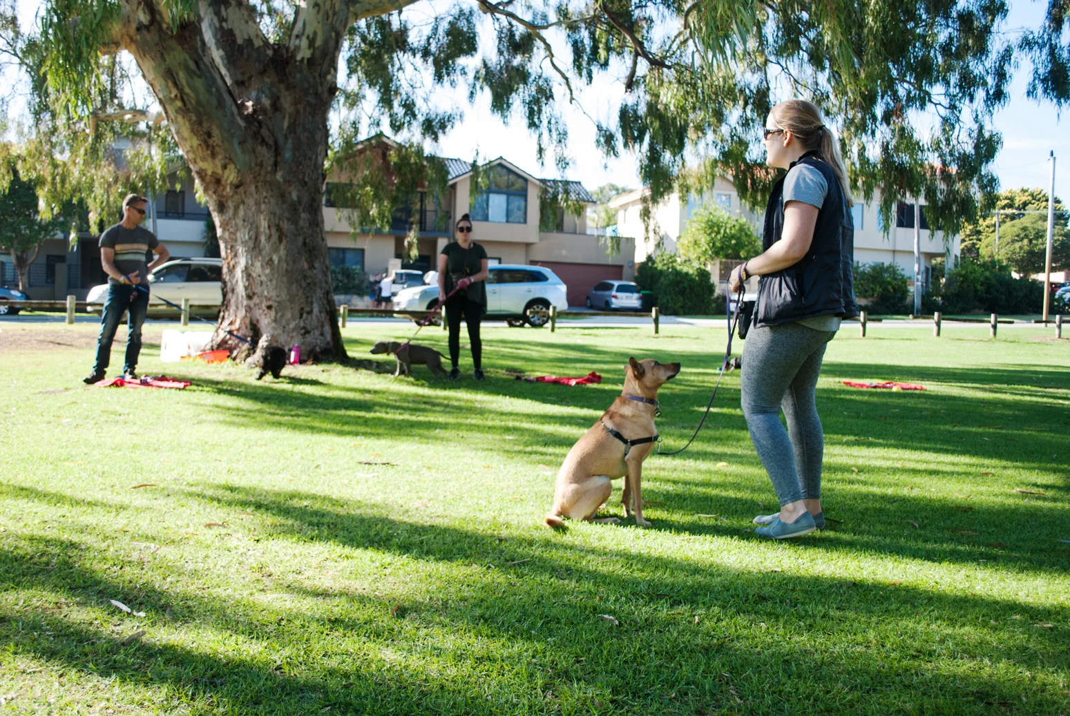 For Paws - Dog training Class - Evie.jpg