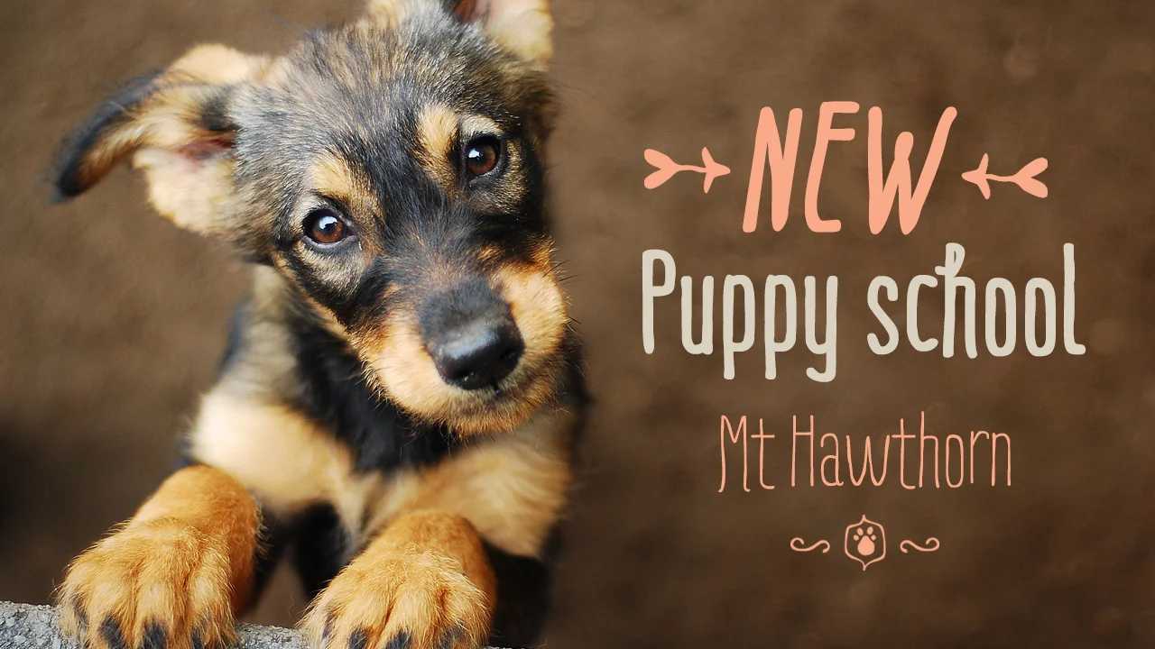 FOR-PAWS-PUPPY-SCHOOL.jpg