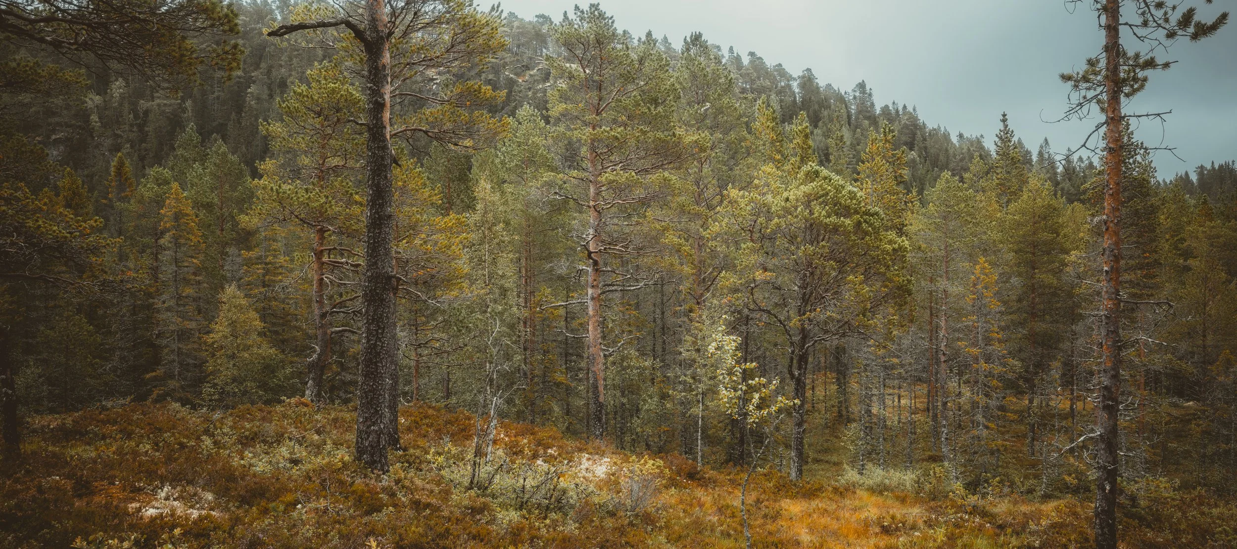 Fujifilm GFX 100S II - 20-35 mm - F/8 - 1/80 S - ISO 125