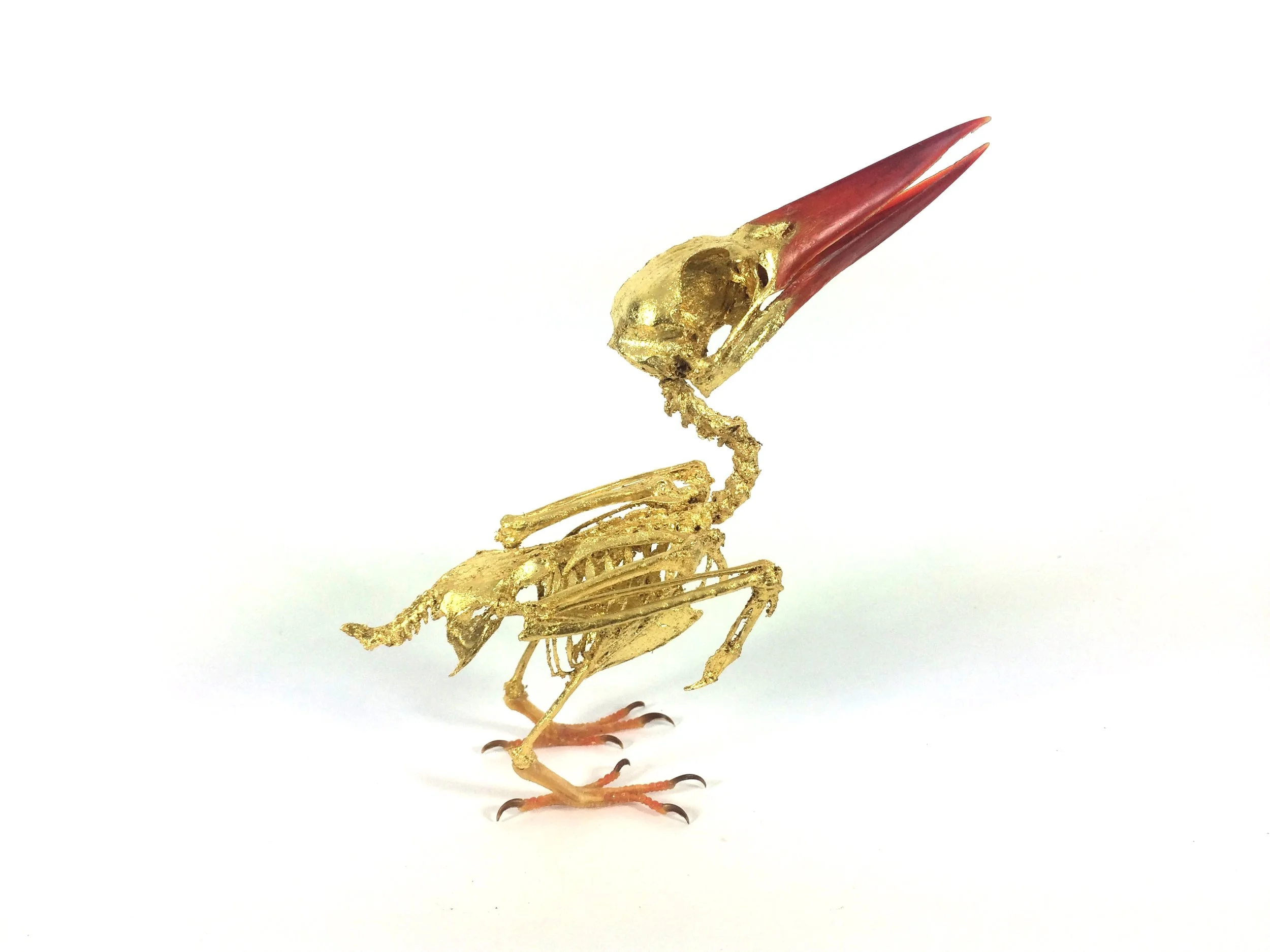 Asian Kingfisher Skeleton Gilded in 24 Carat Gold