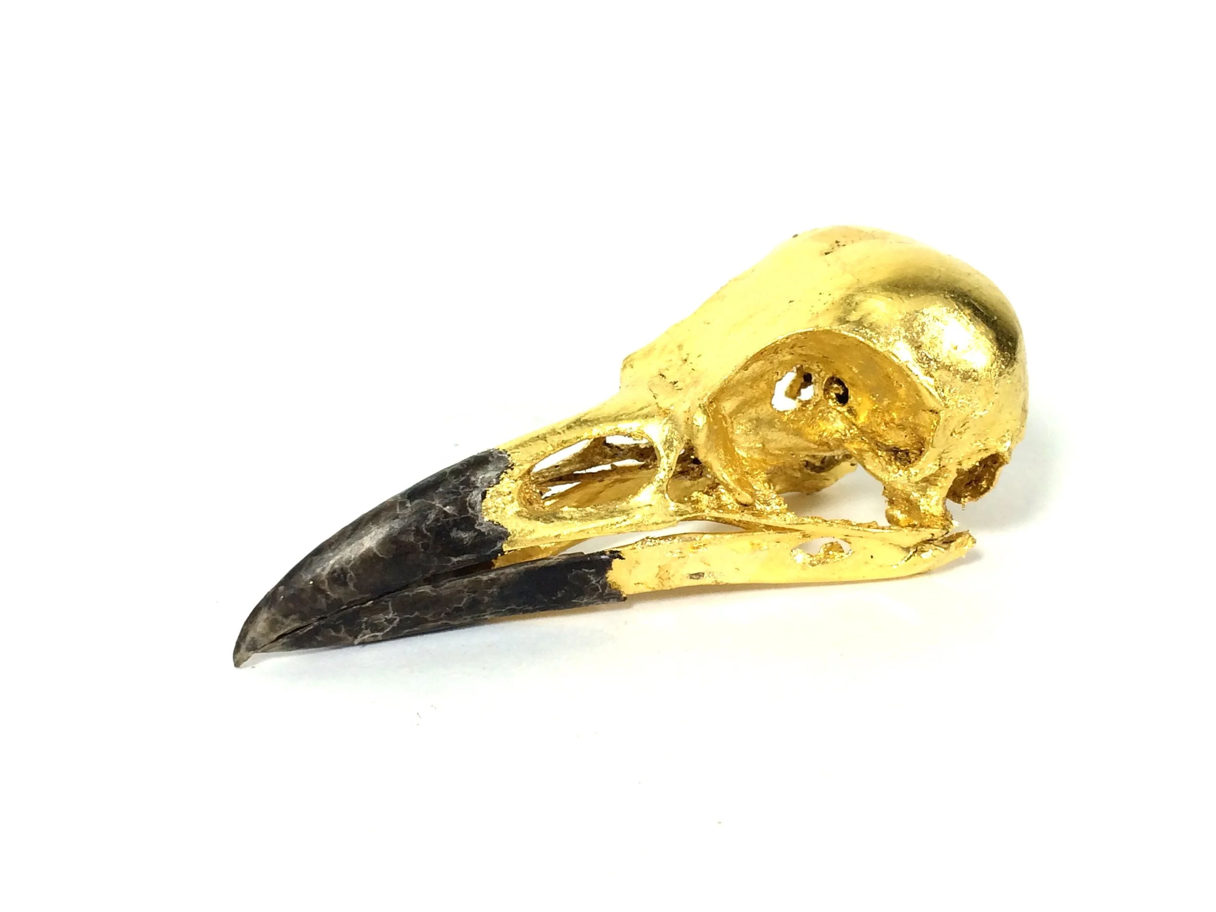 Crow Skull Gilded in 24 Carat Gold