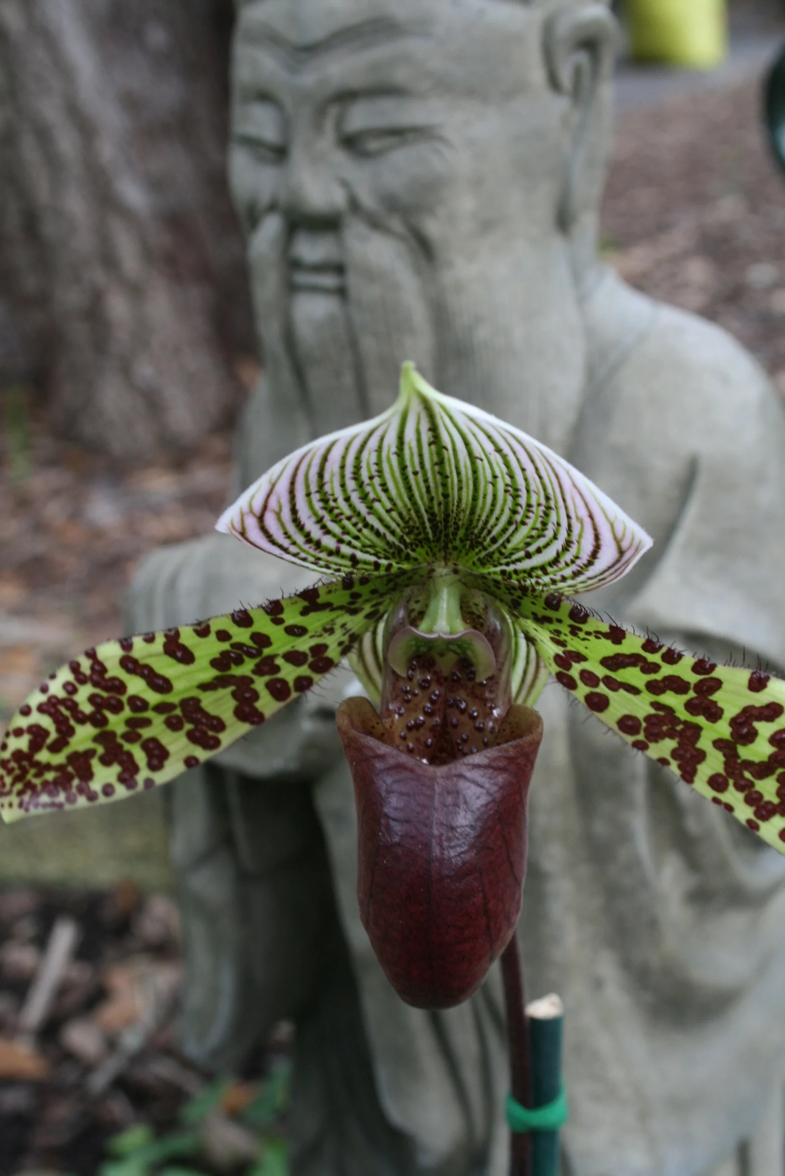 Flowers 2012, resized.jpg