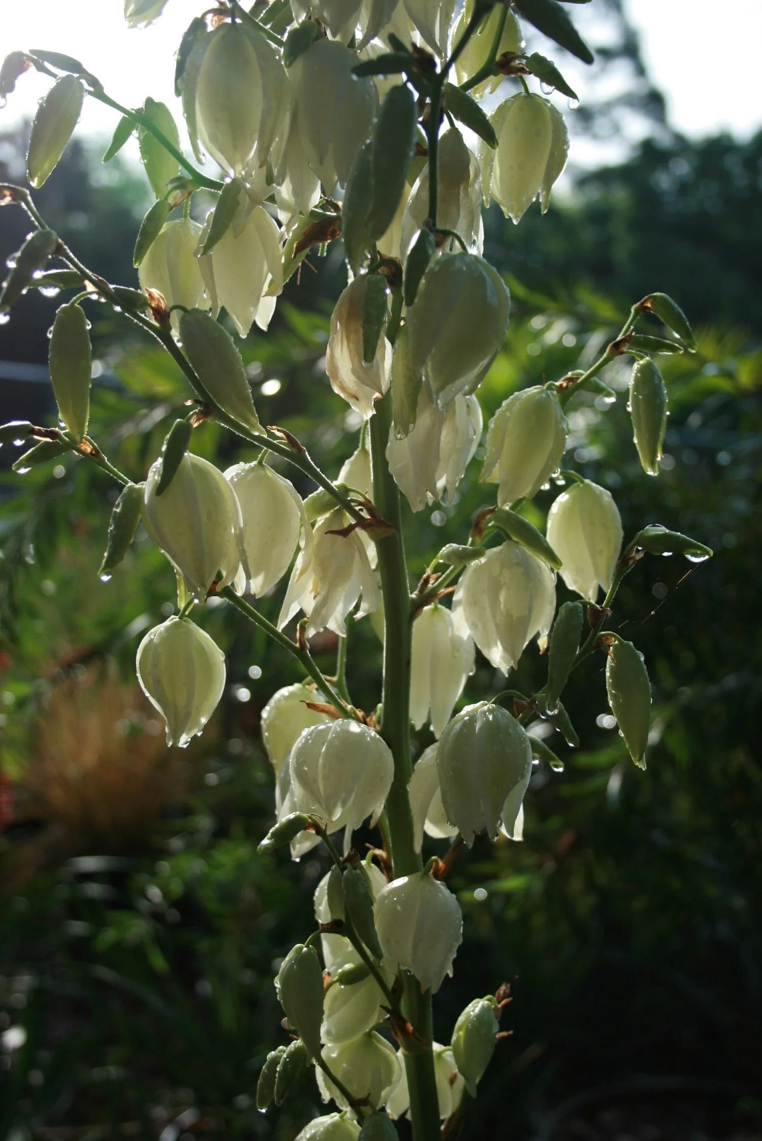 north-florida-plants.jpg
