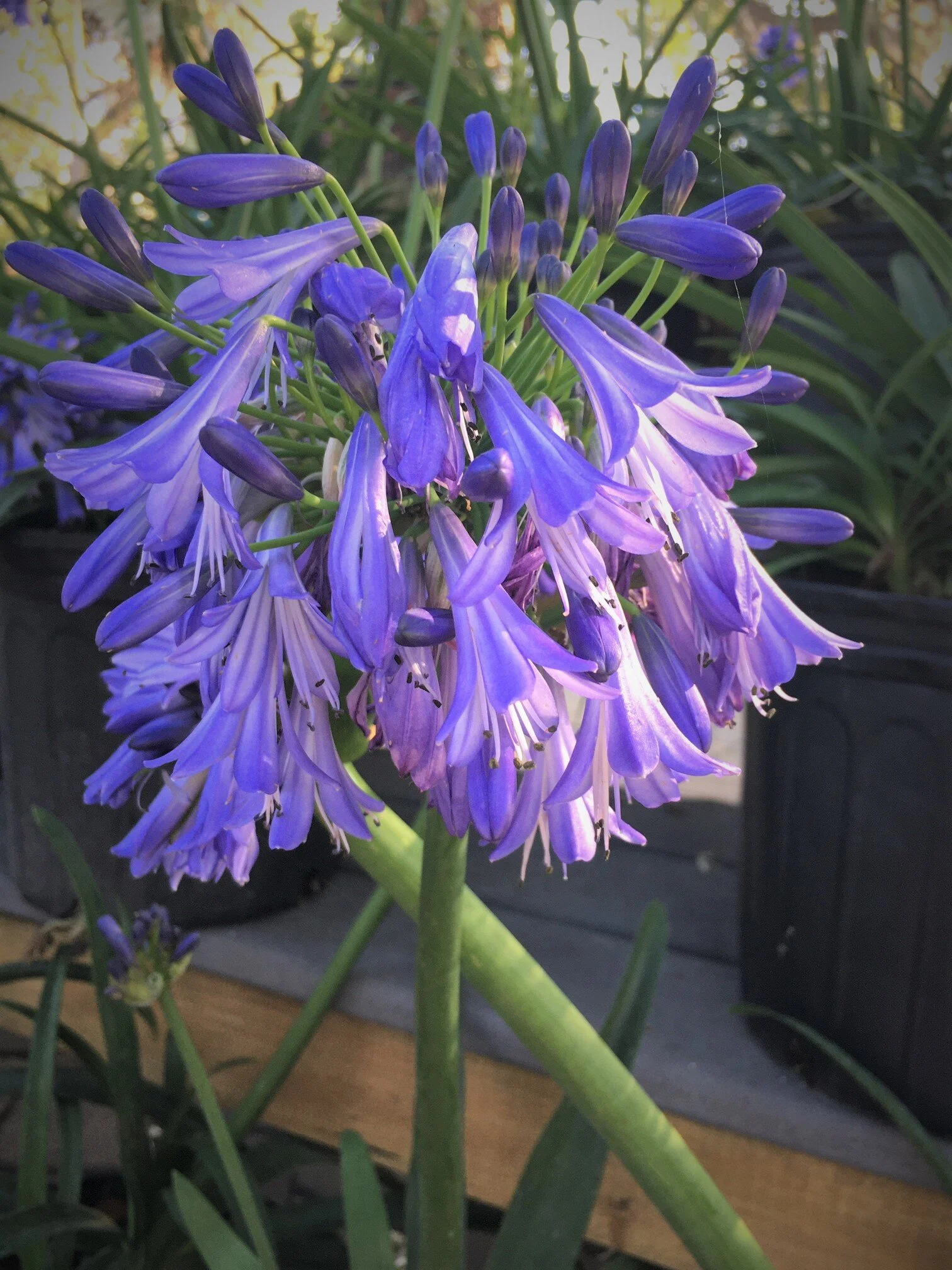 Agapanthus Joni Blue — Hammock Gardens