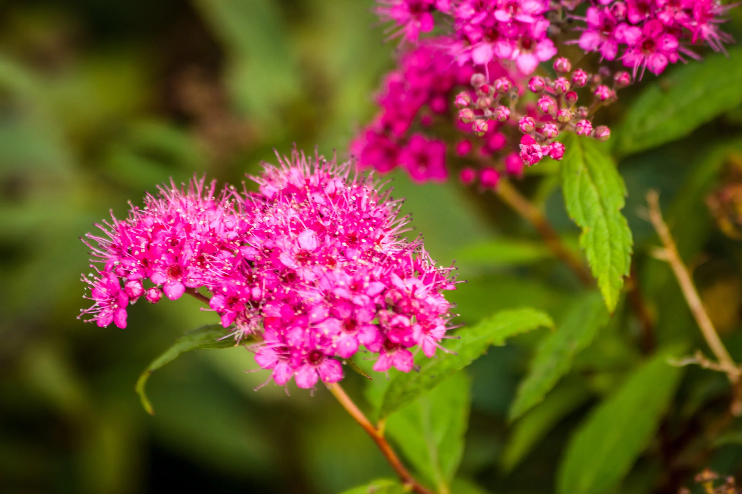 FLORA046