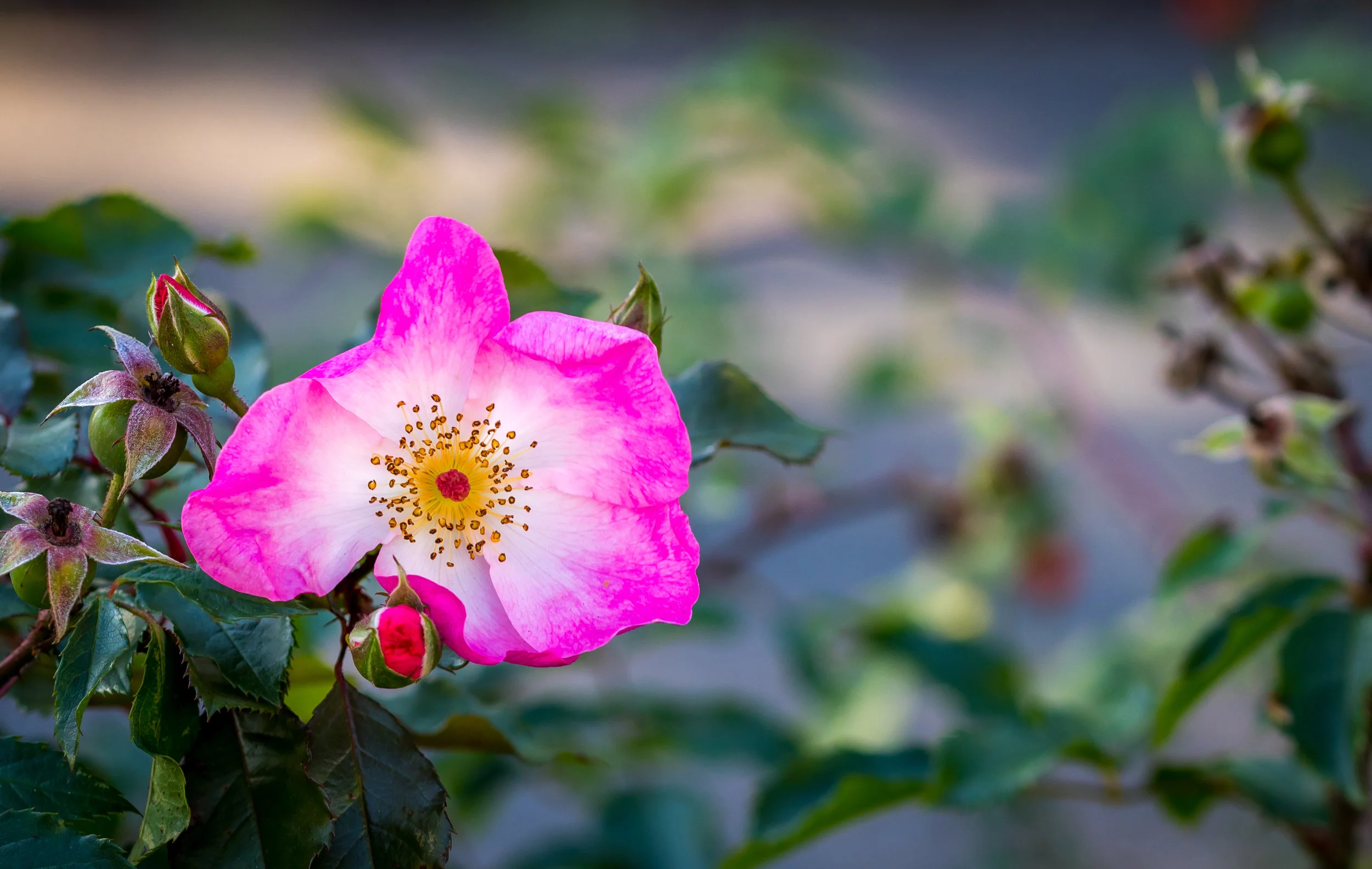 FLORA048