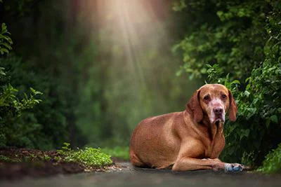 dog2.jpg