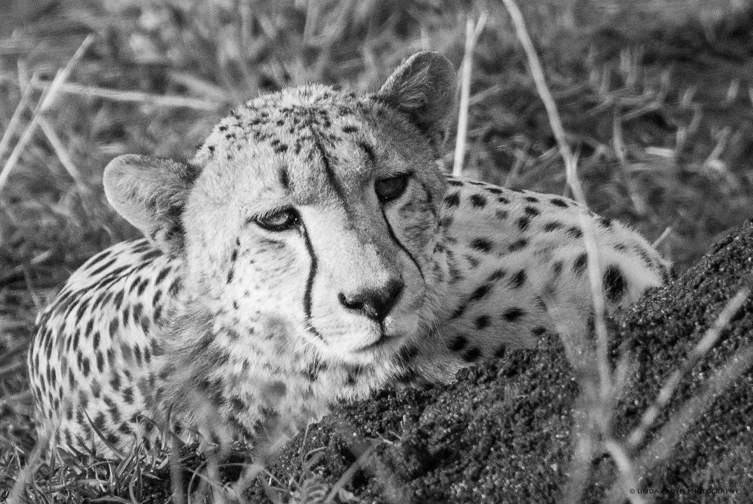 Cheetah-54.jpg