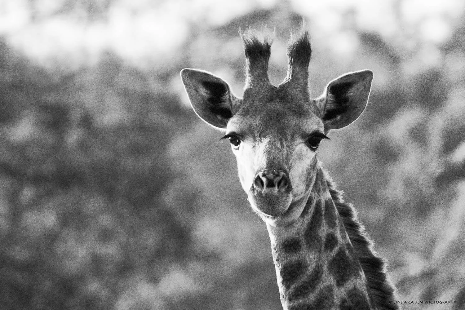 Giraffe-611.jpg