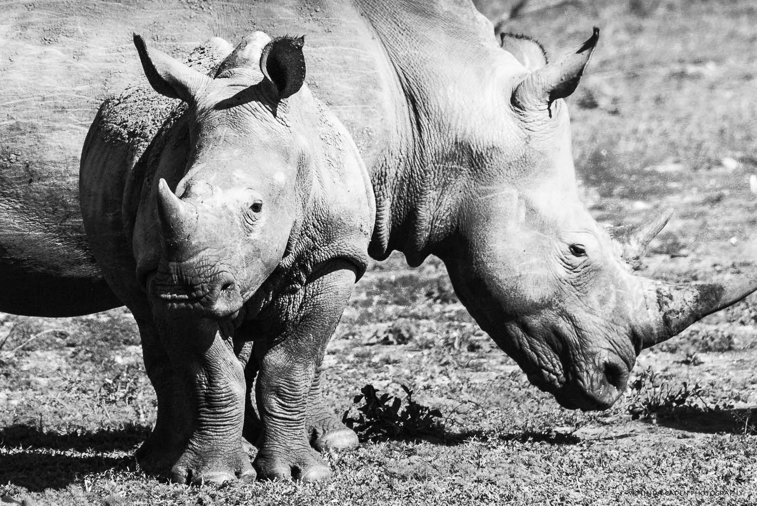 Hippos-babymom-490.jpg