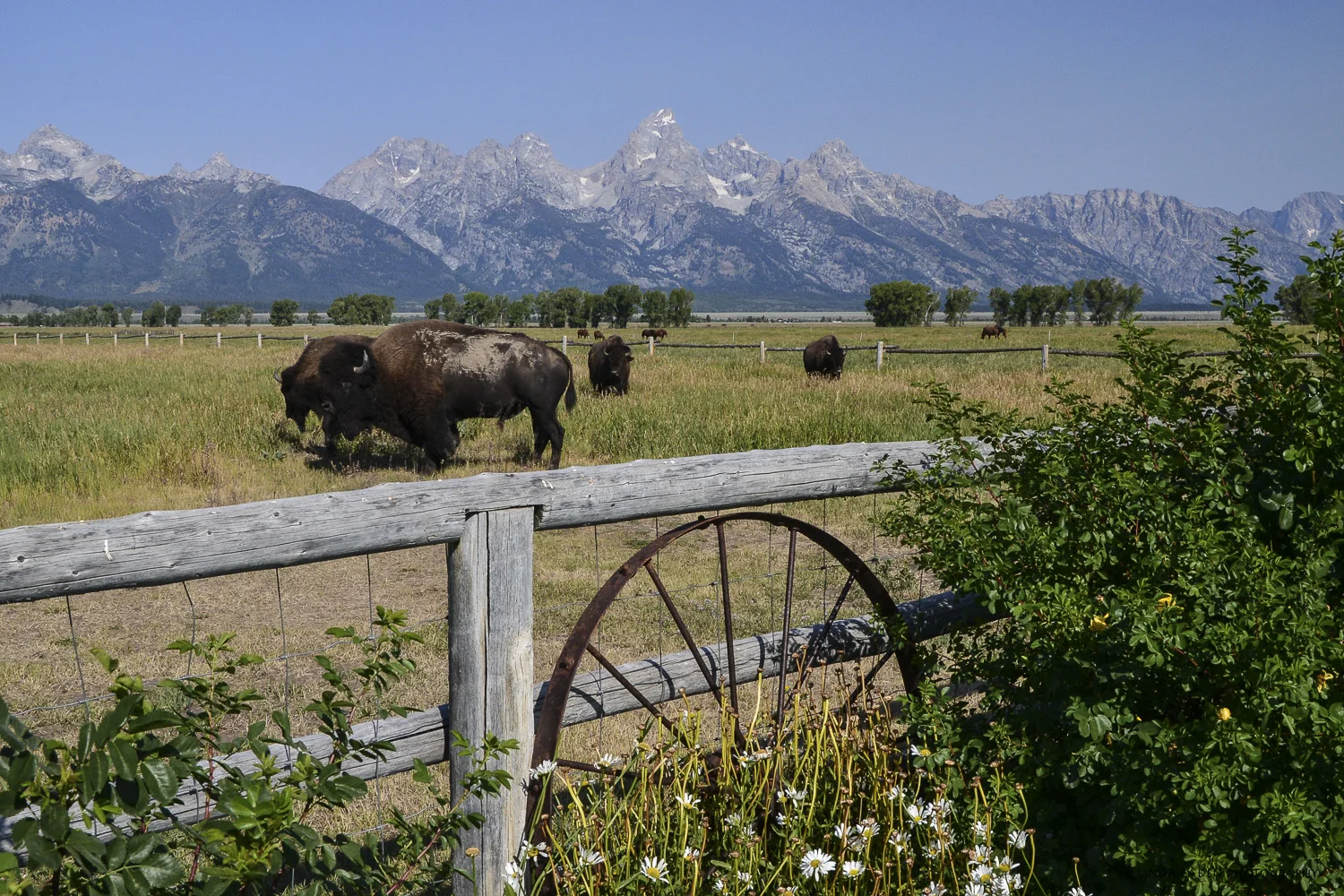 Tetons-71.jpg