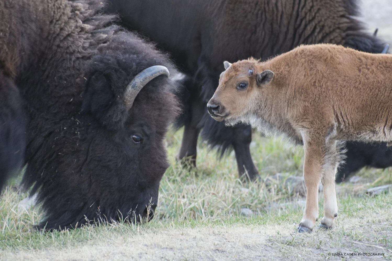 Bison family