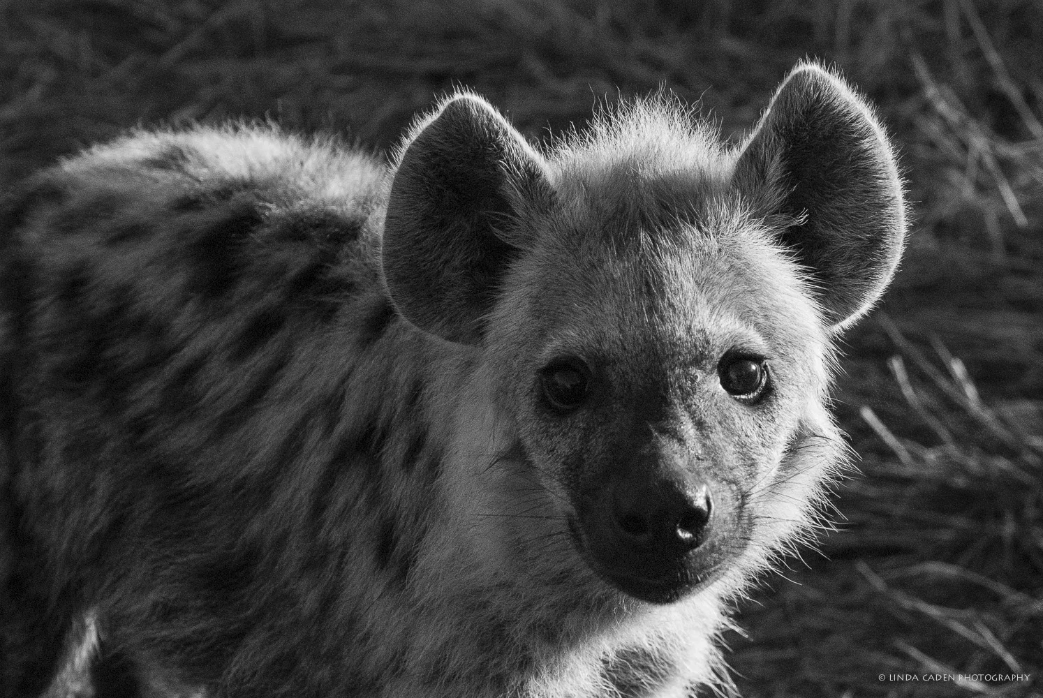 Hyena-636.jpg