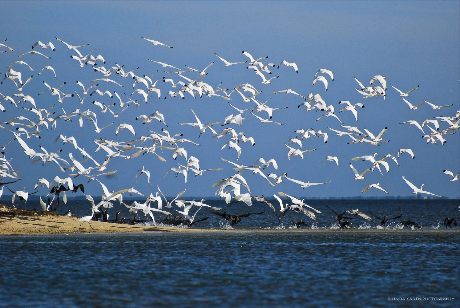 White Ibis