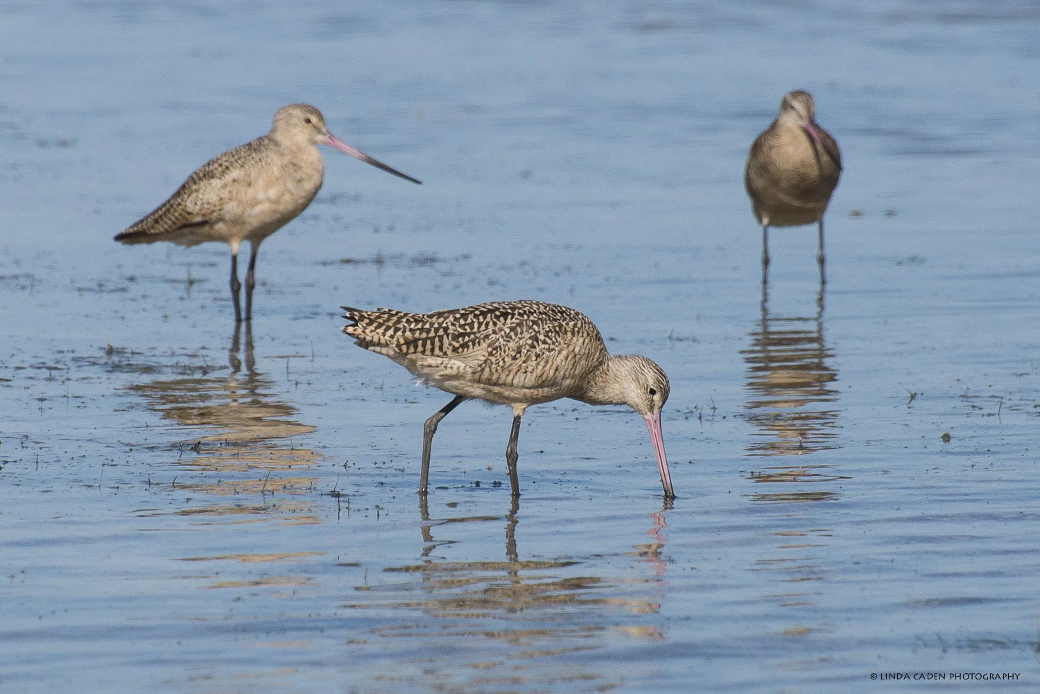 Marbled Godwit
