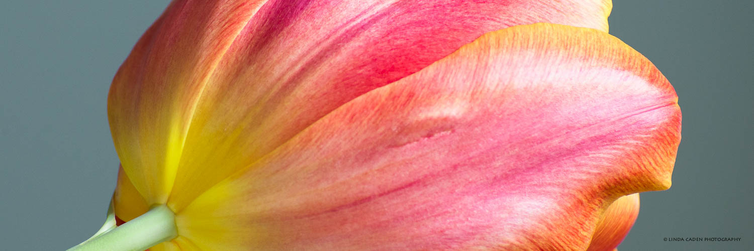 Tulip Detail