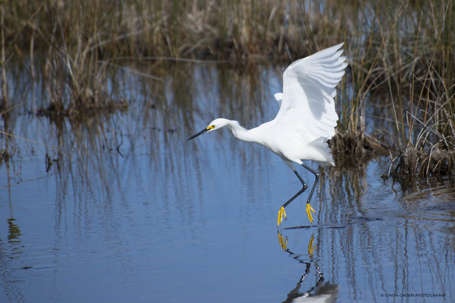 Merritt Island Wildlife Refuge. Great place to view migrating and local birds. Snowy Egret touch down.
