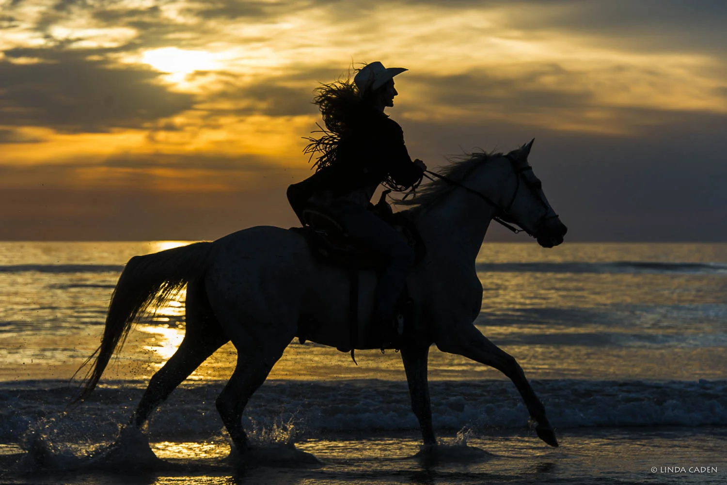 Horse-2535.jpg
