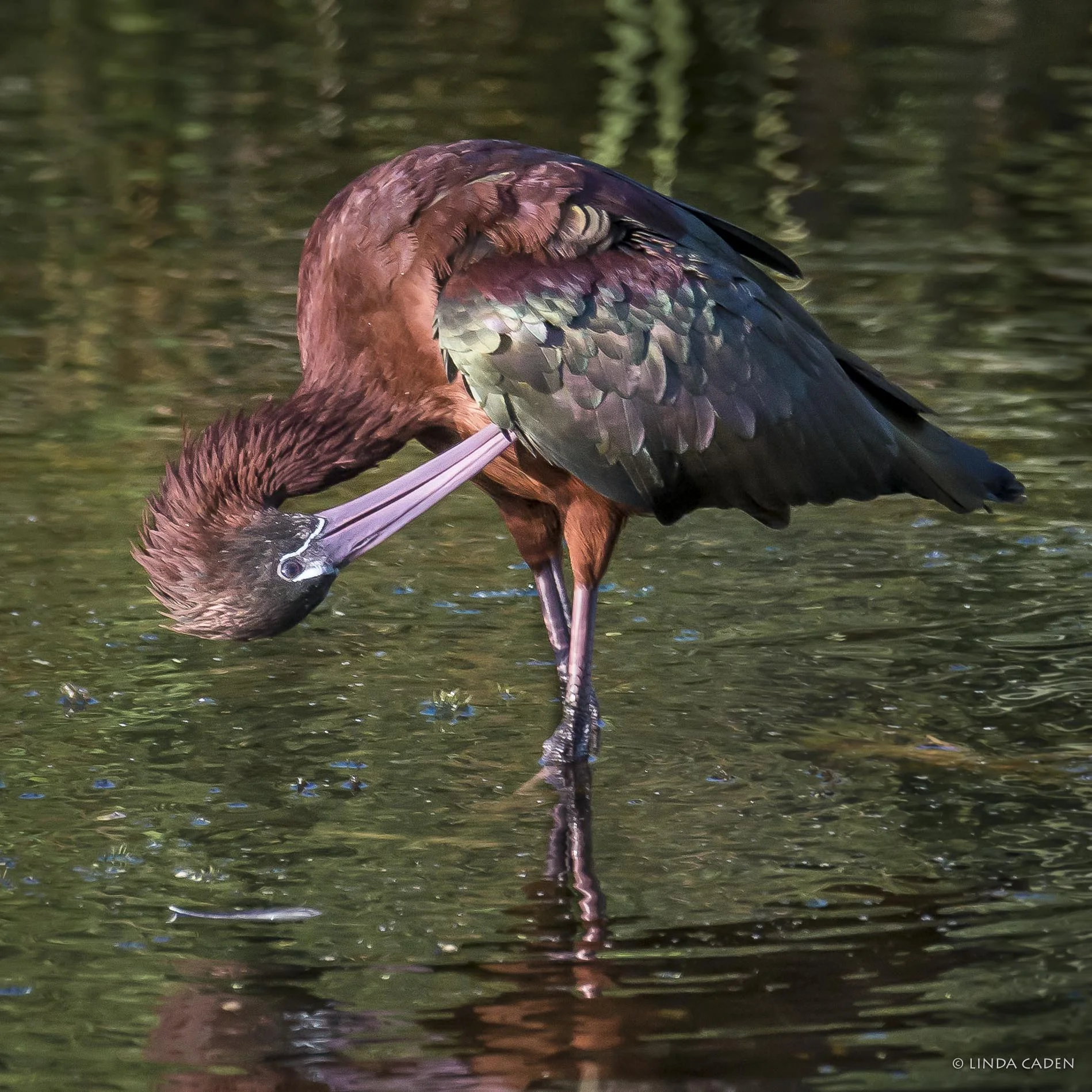 Glossy Ibis