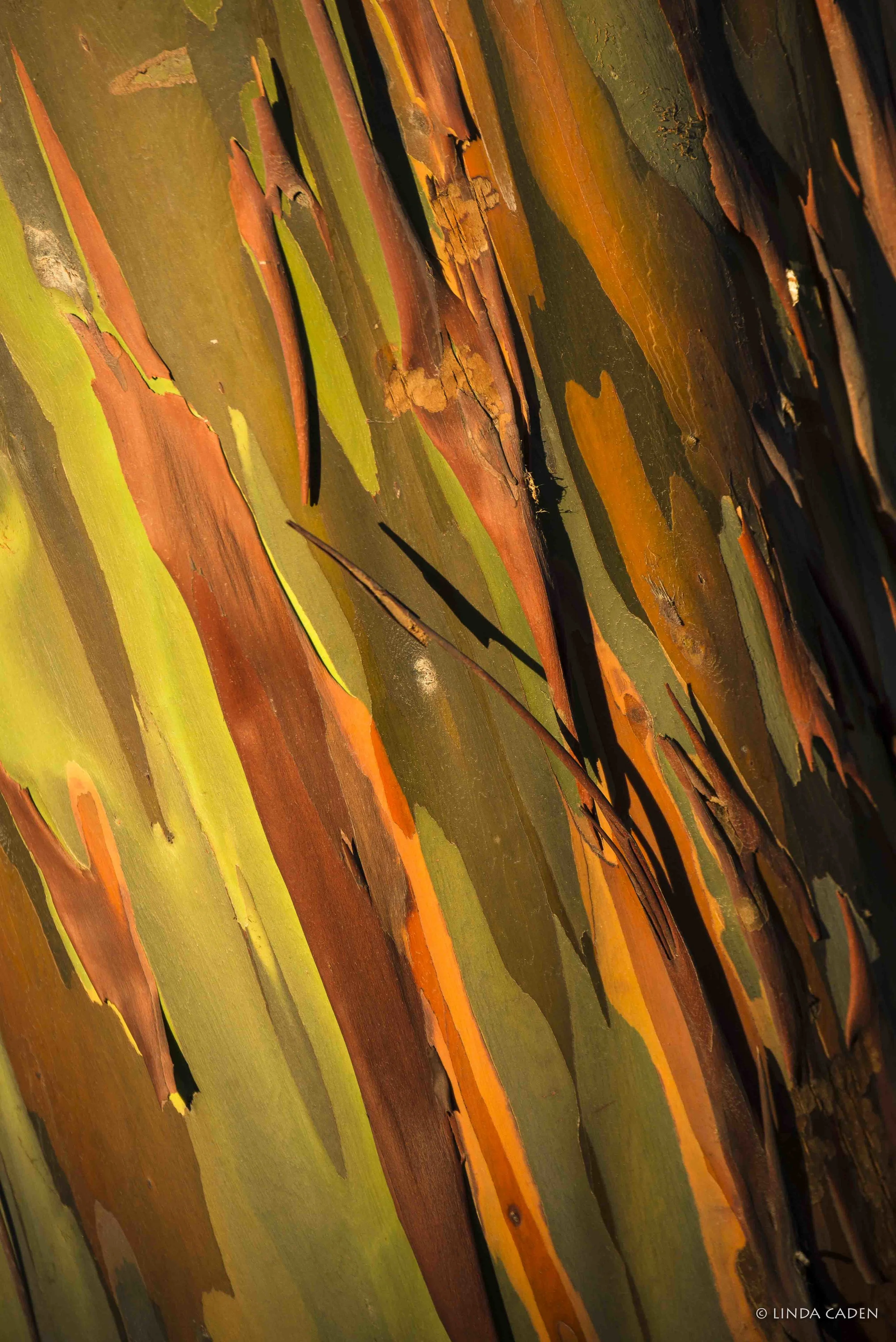 Rainbow Eucalyptus