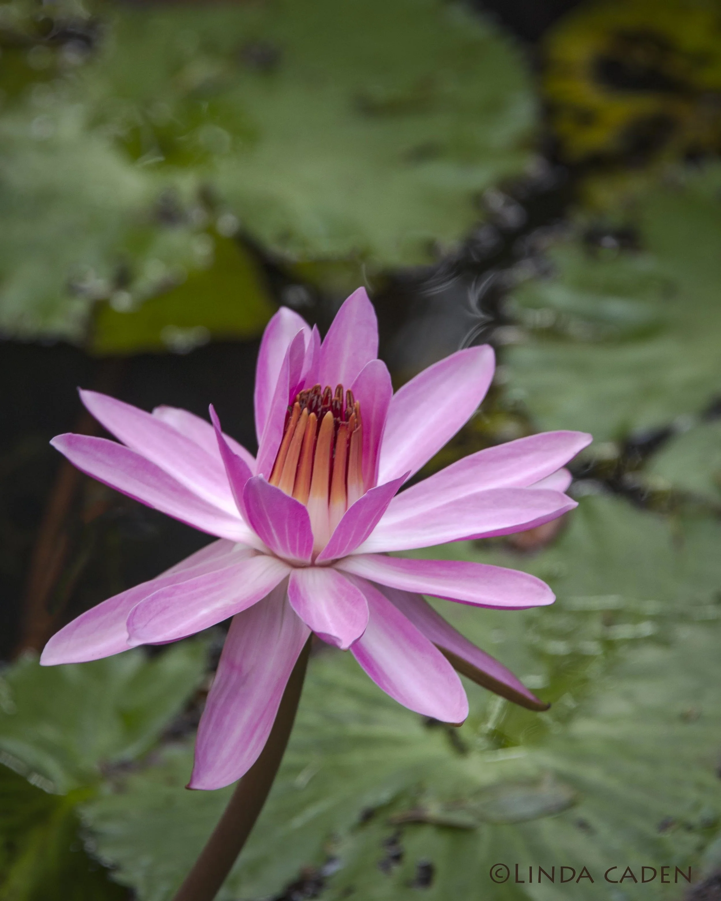 Pink Water Lily