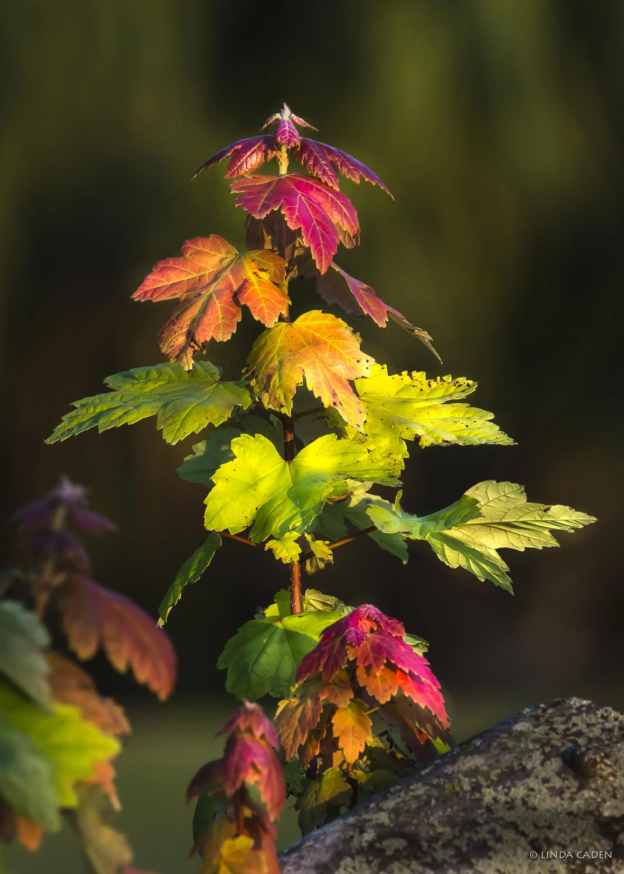 Happy Fall!