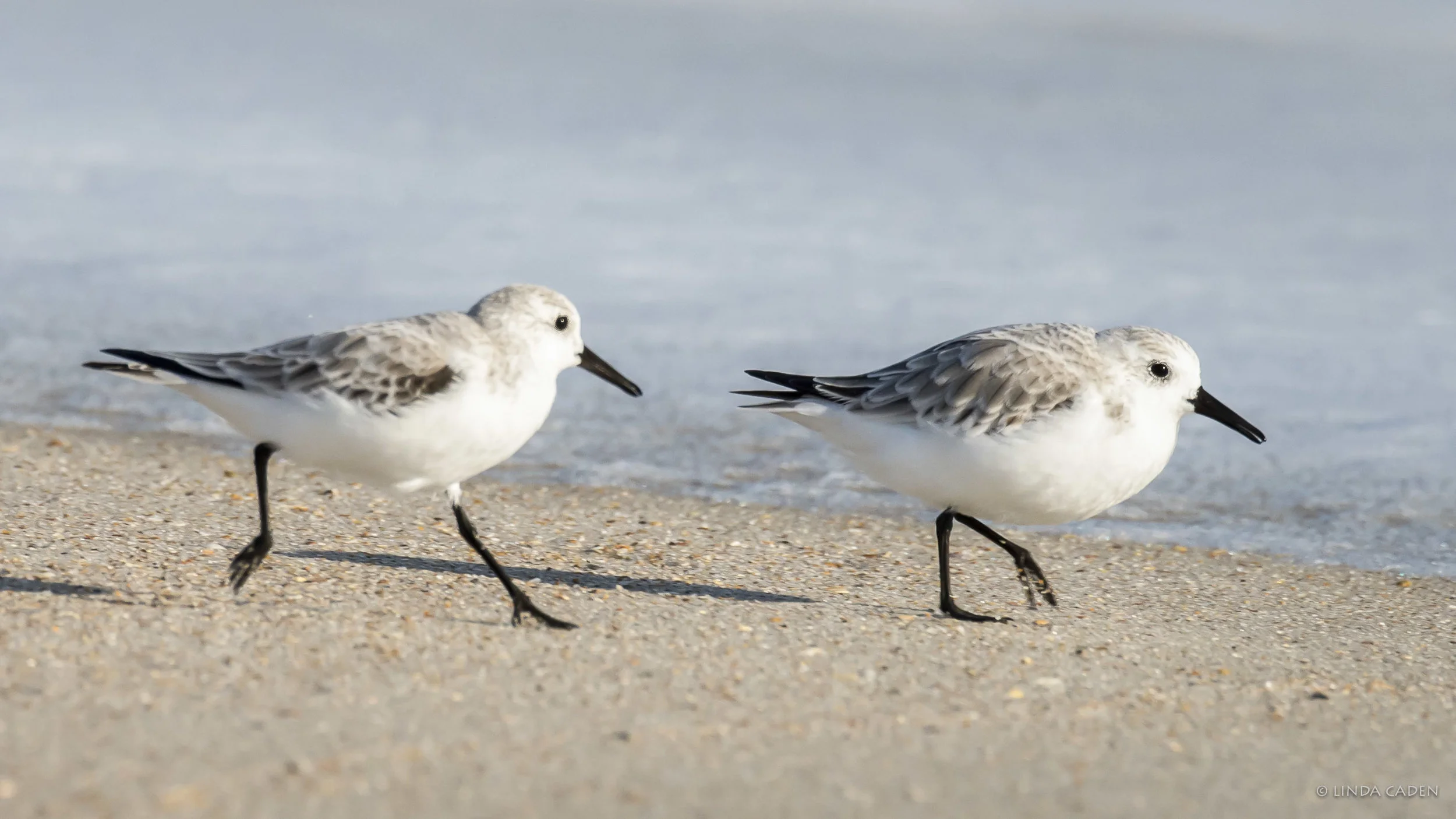 Sandpipers