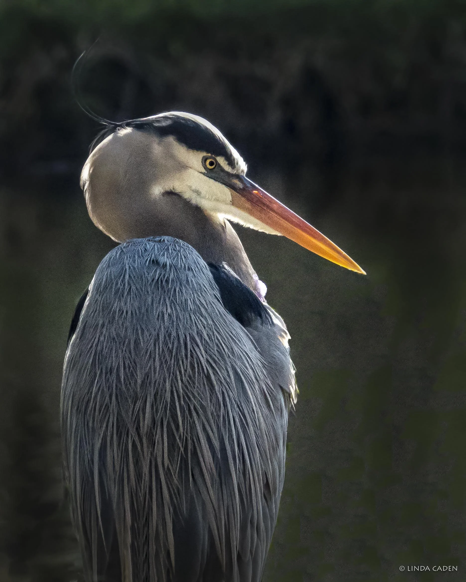 Great Blue Heron Stare Down