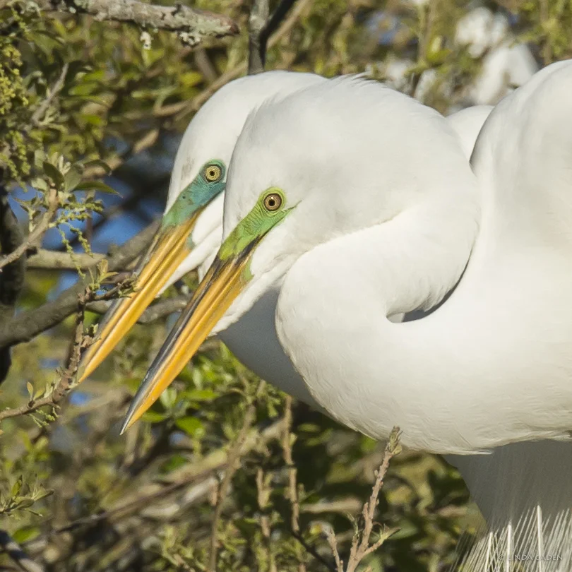 Two Great White Herons