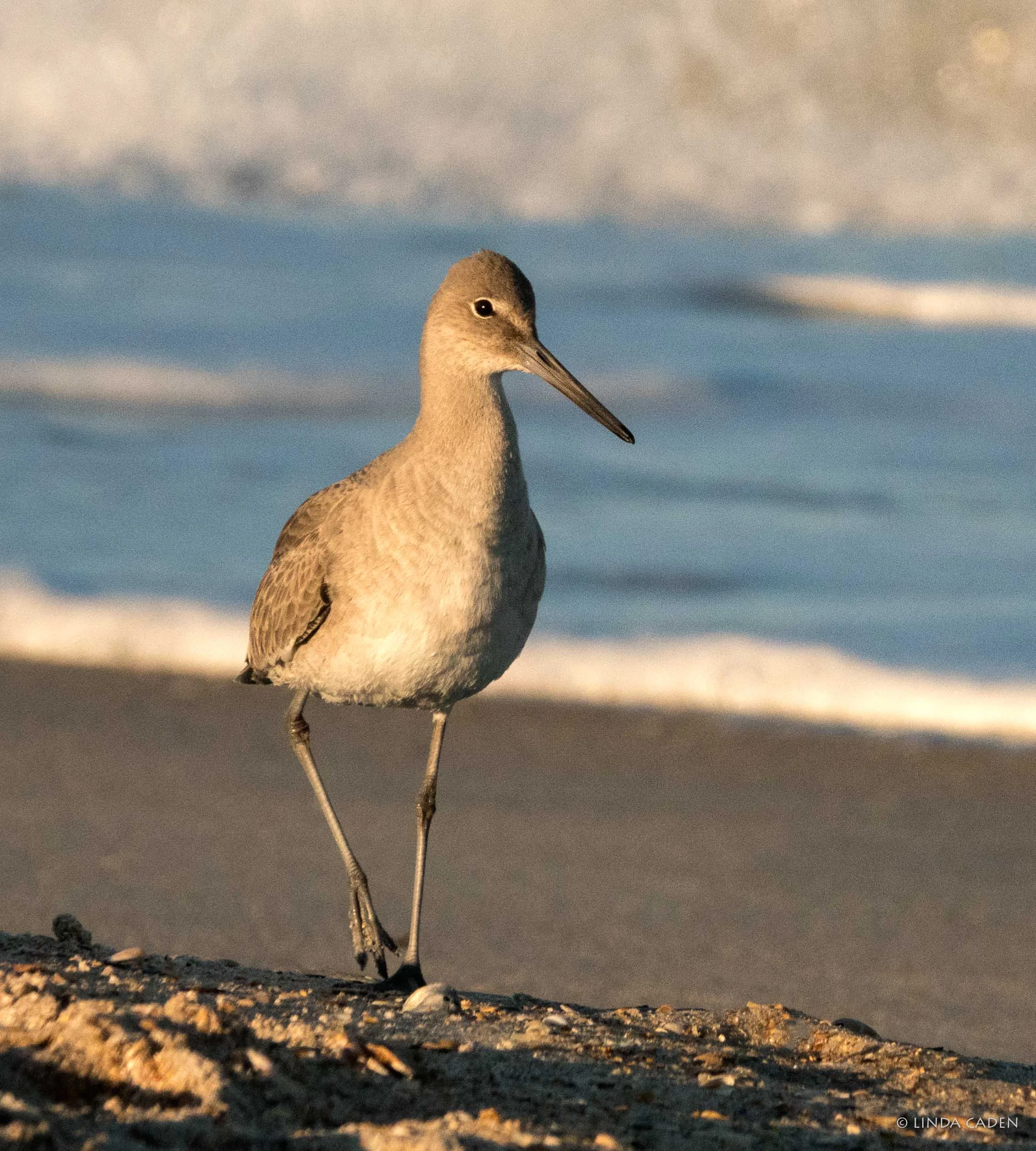 Mr. Willet on his PM stroll