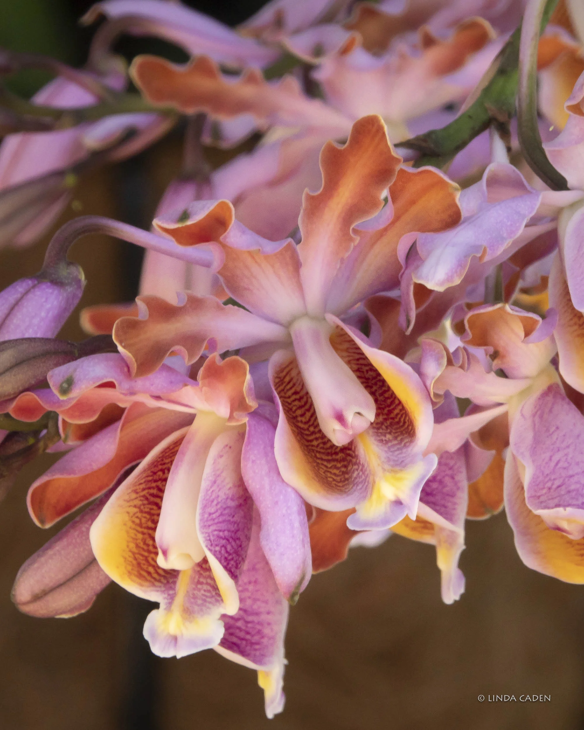 Mrs. Daly Orchid