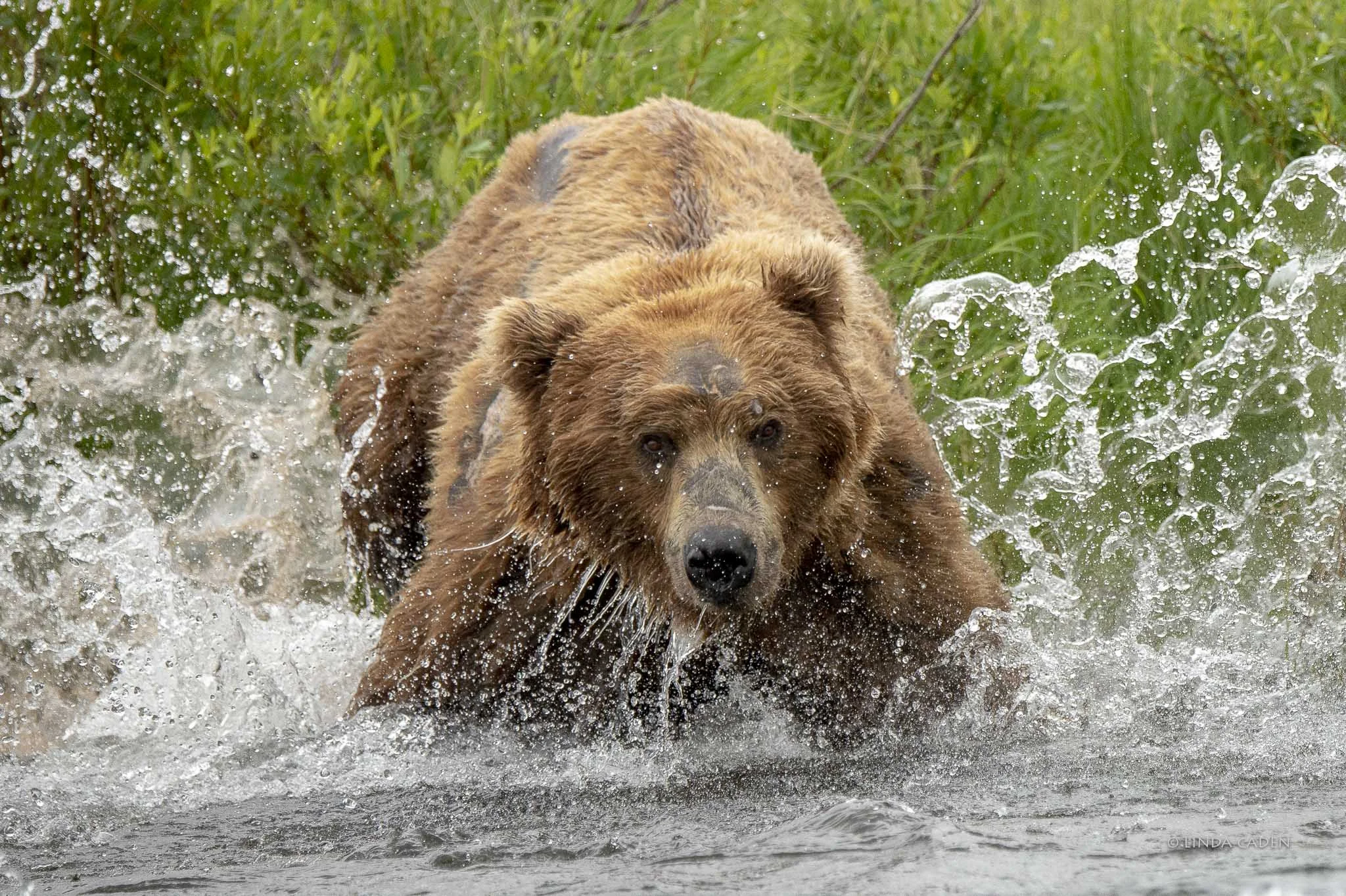They splash!