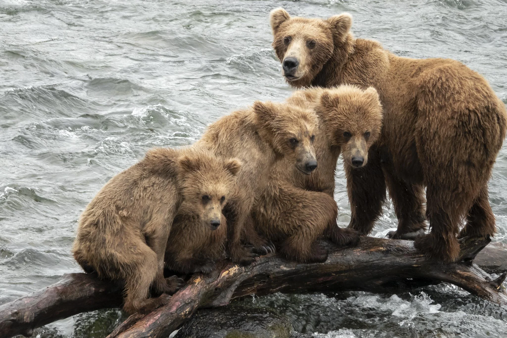 Not even for mama bears and their cubs.