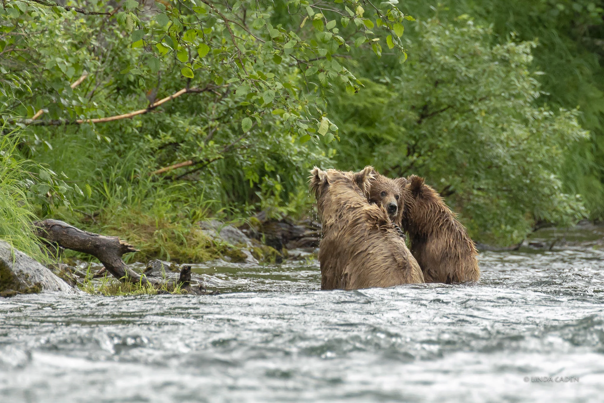 Mom leads them on down the river,