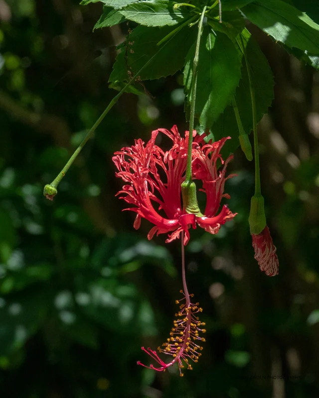 Japanese Red Hanging Hibiscus