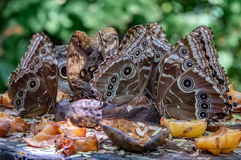 Blue Morpho--Outside Wings