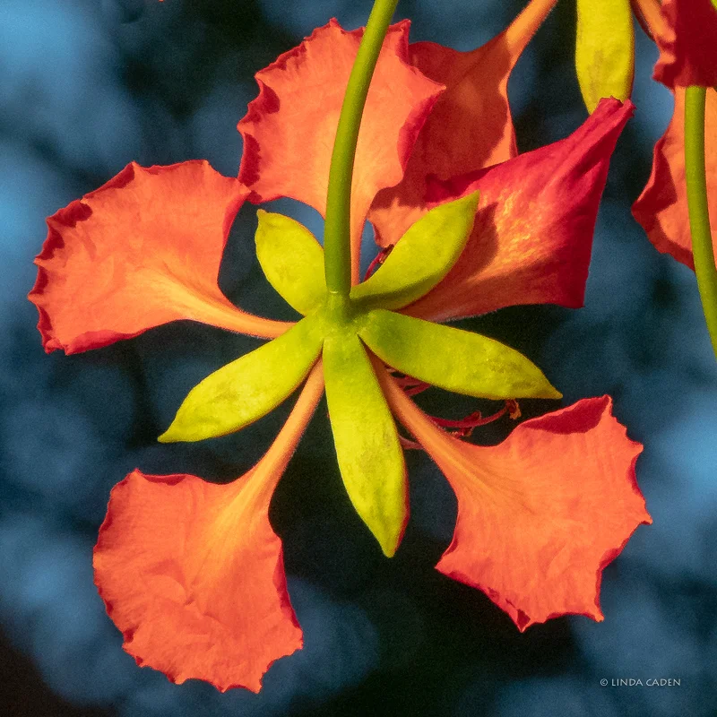 Poinciana