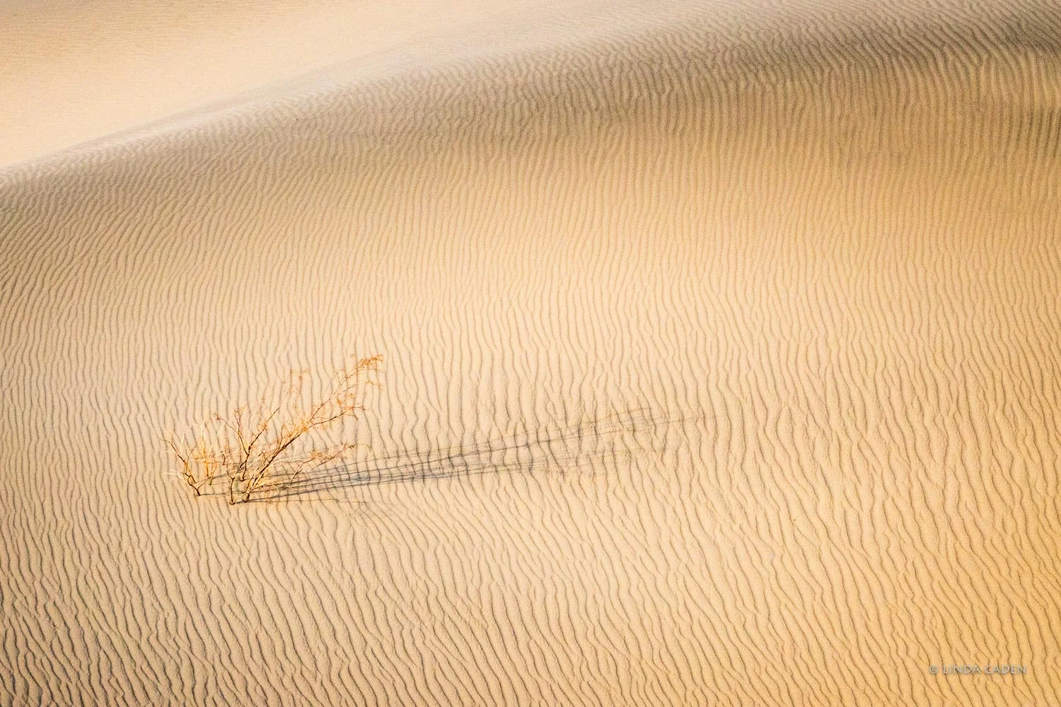 Still Life of Mesquite