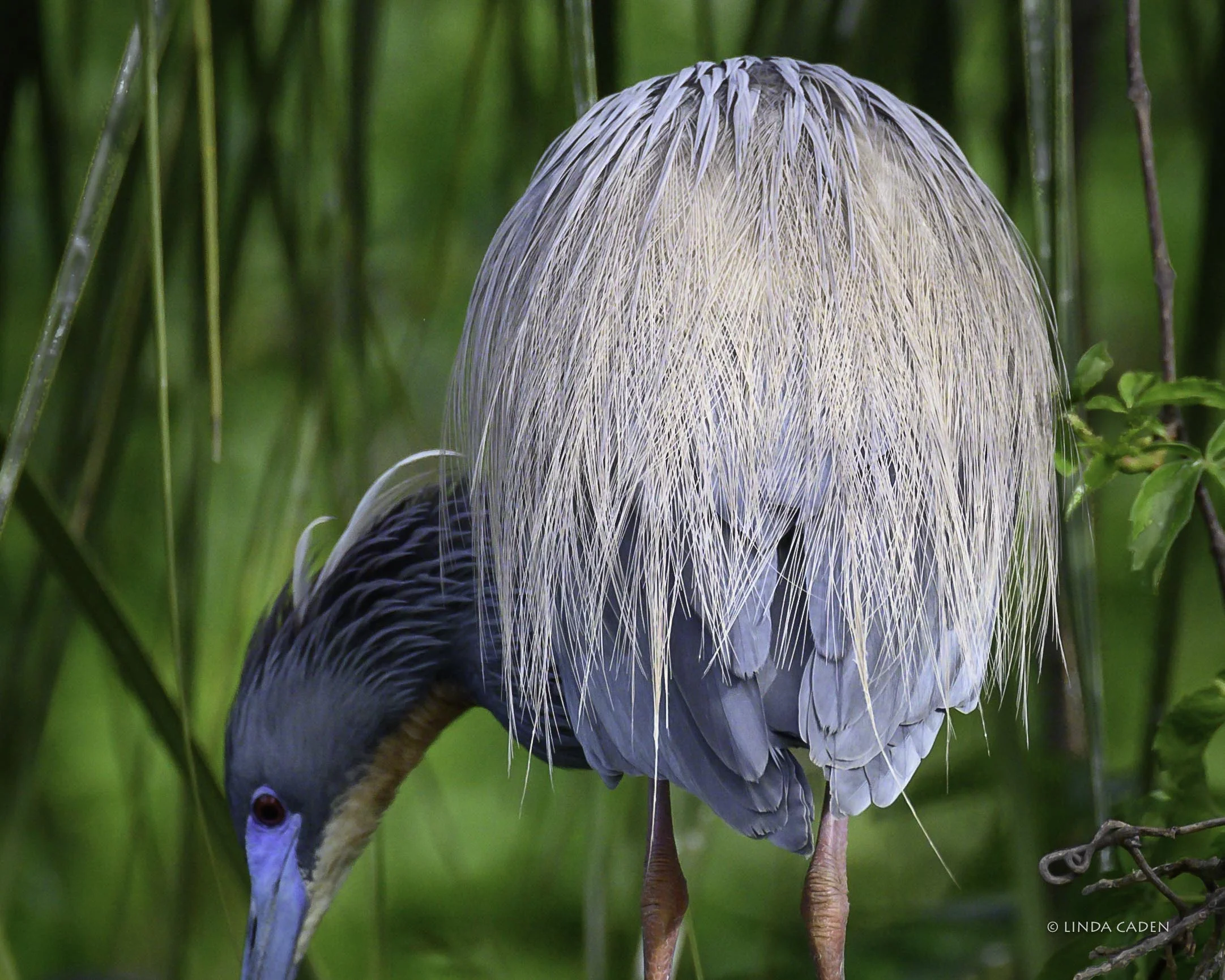 Little Blue Heron