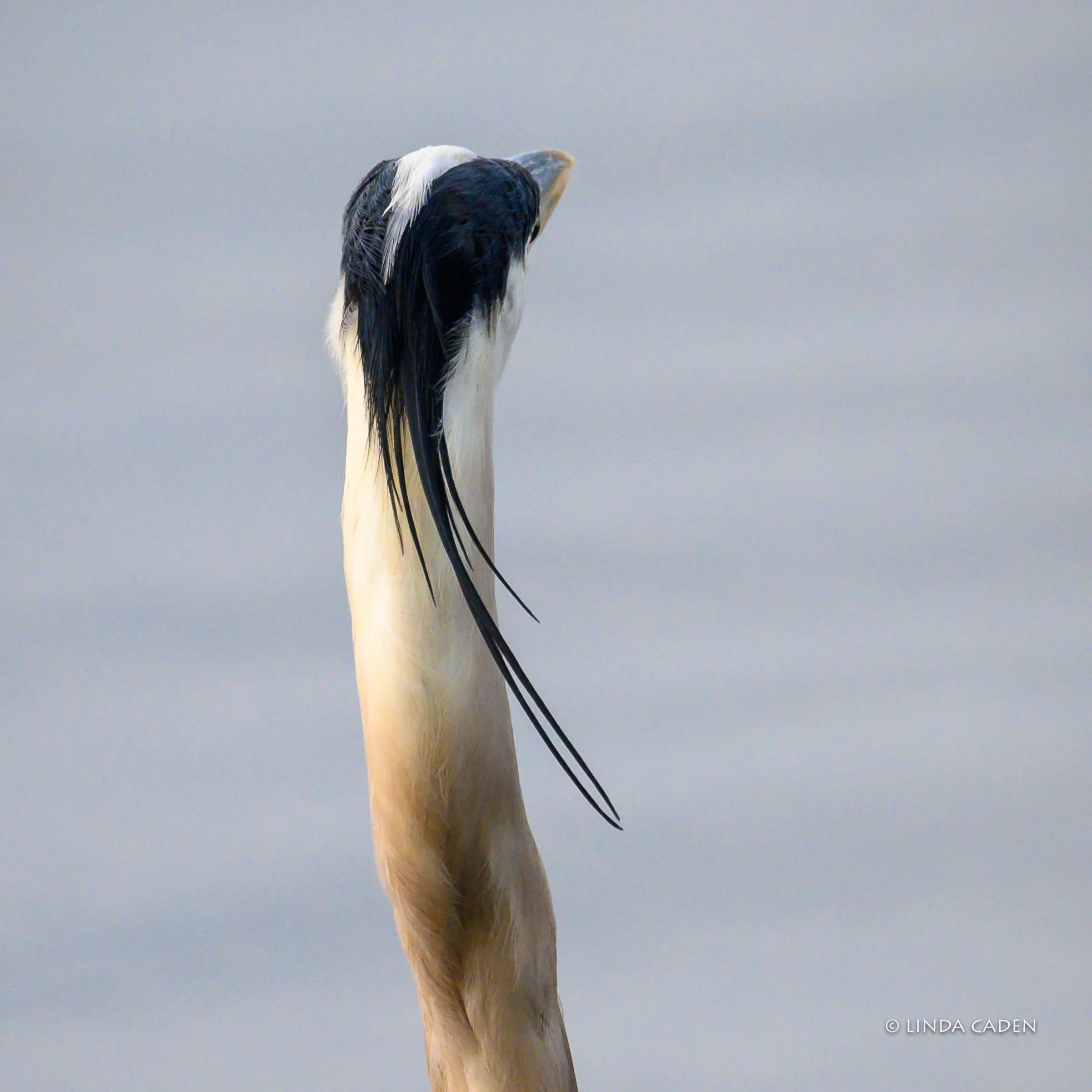I Like It Long on Top with Tight Sides