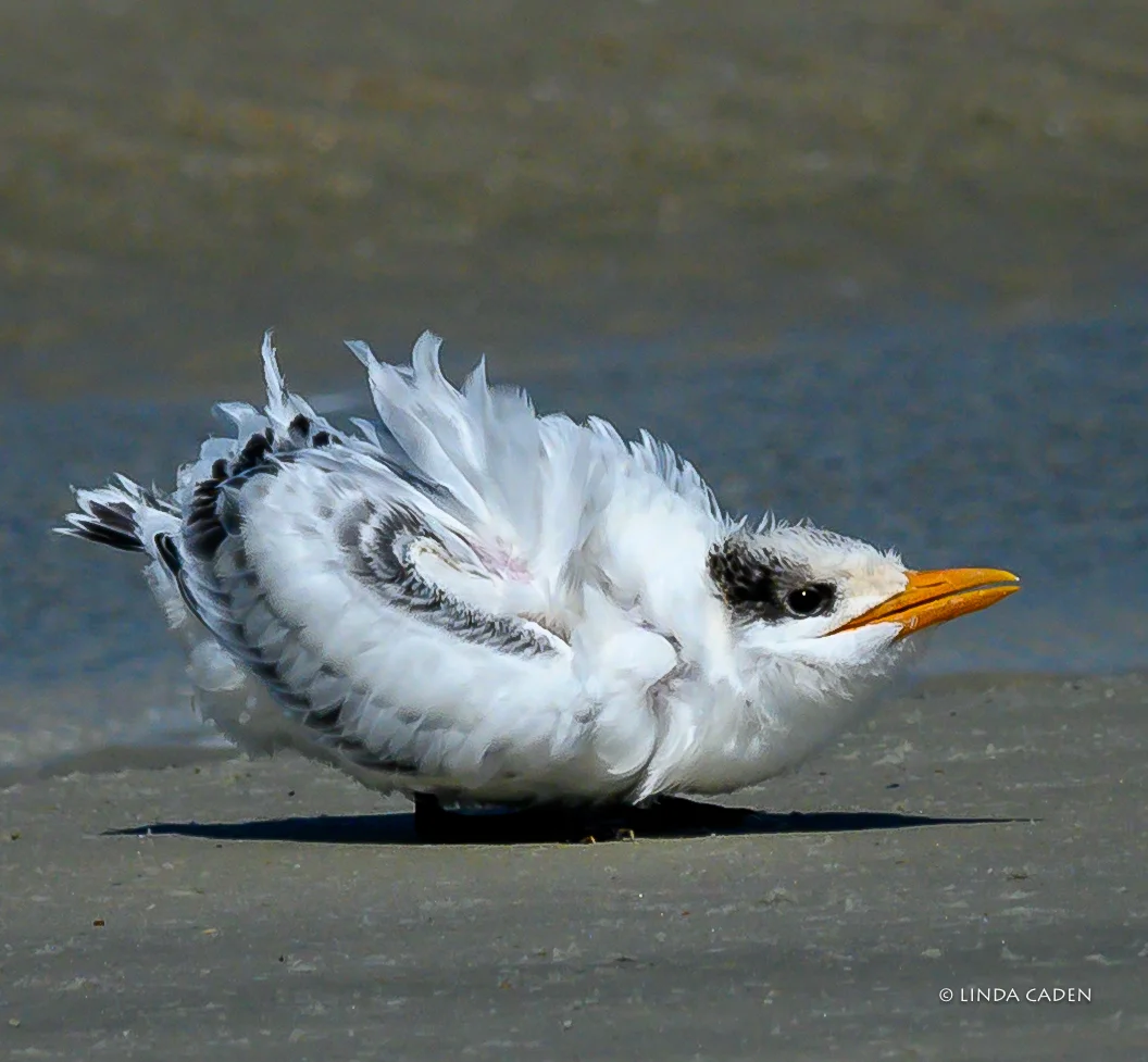 Little Fluffball