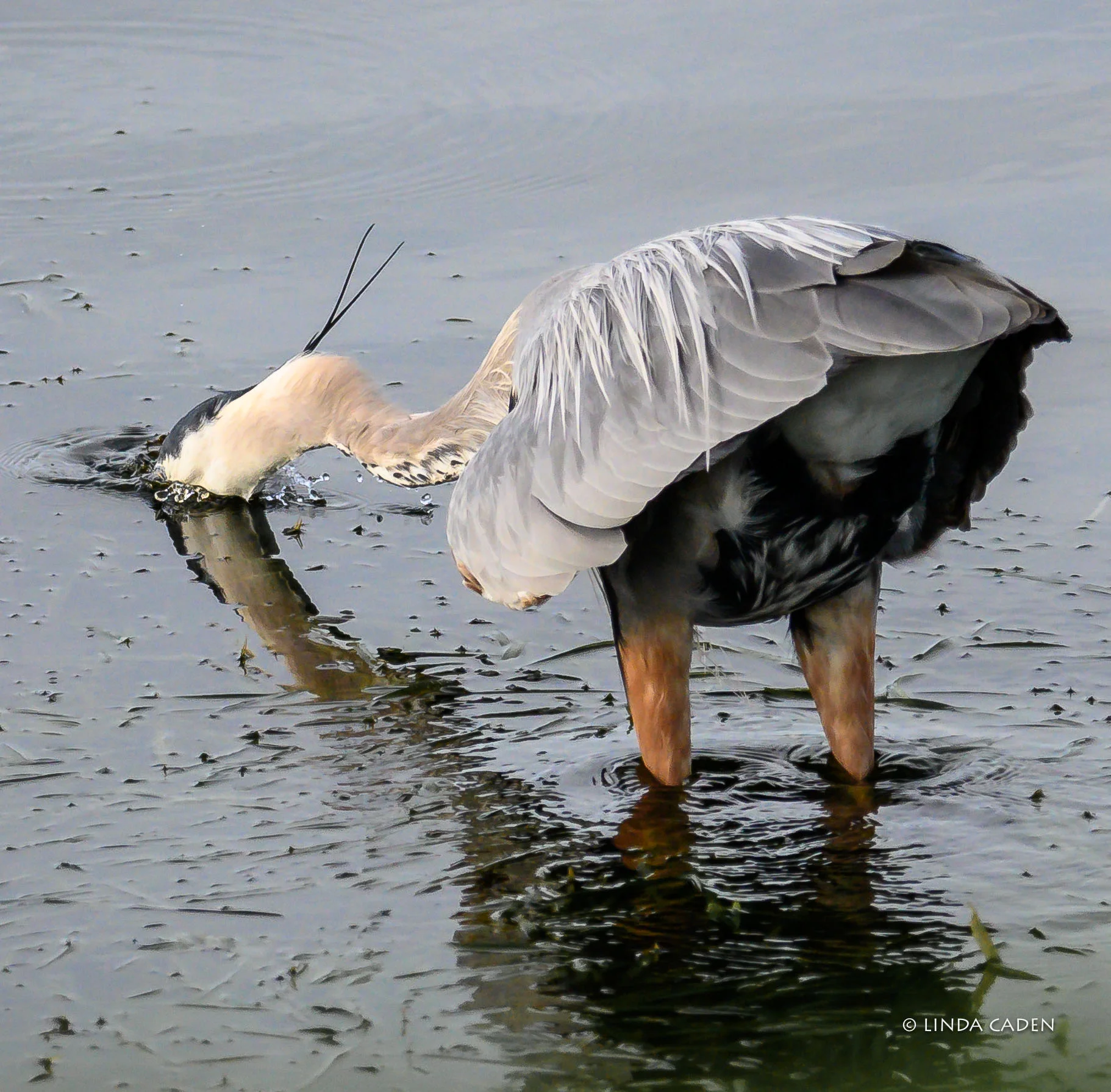 Great Blue Heron Dives for a Snack