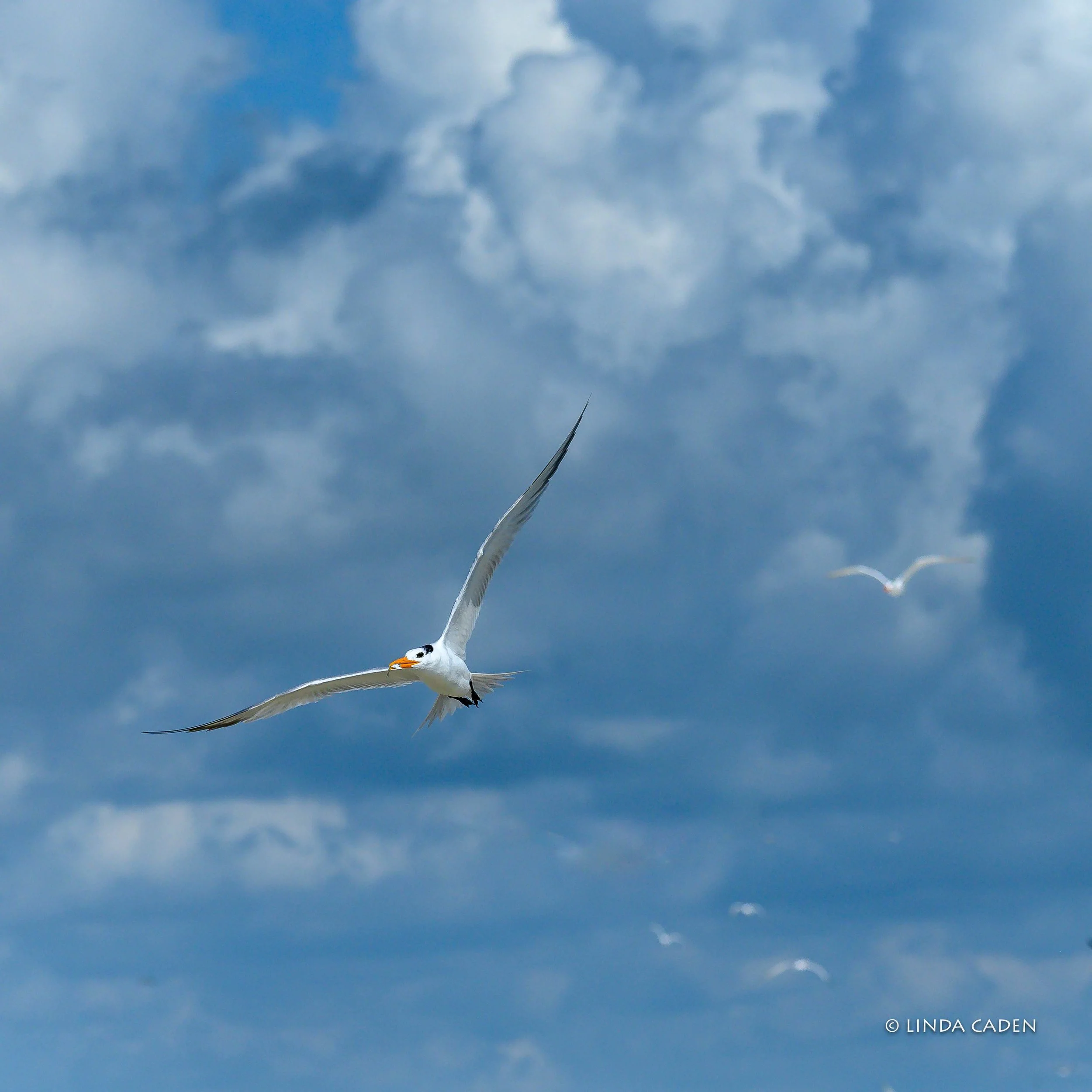 Soaring in the Clouds