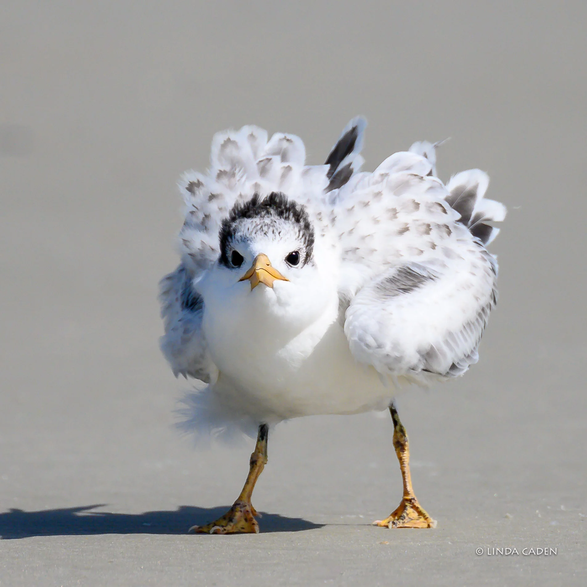 Little Tough Guy