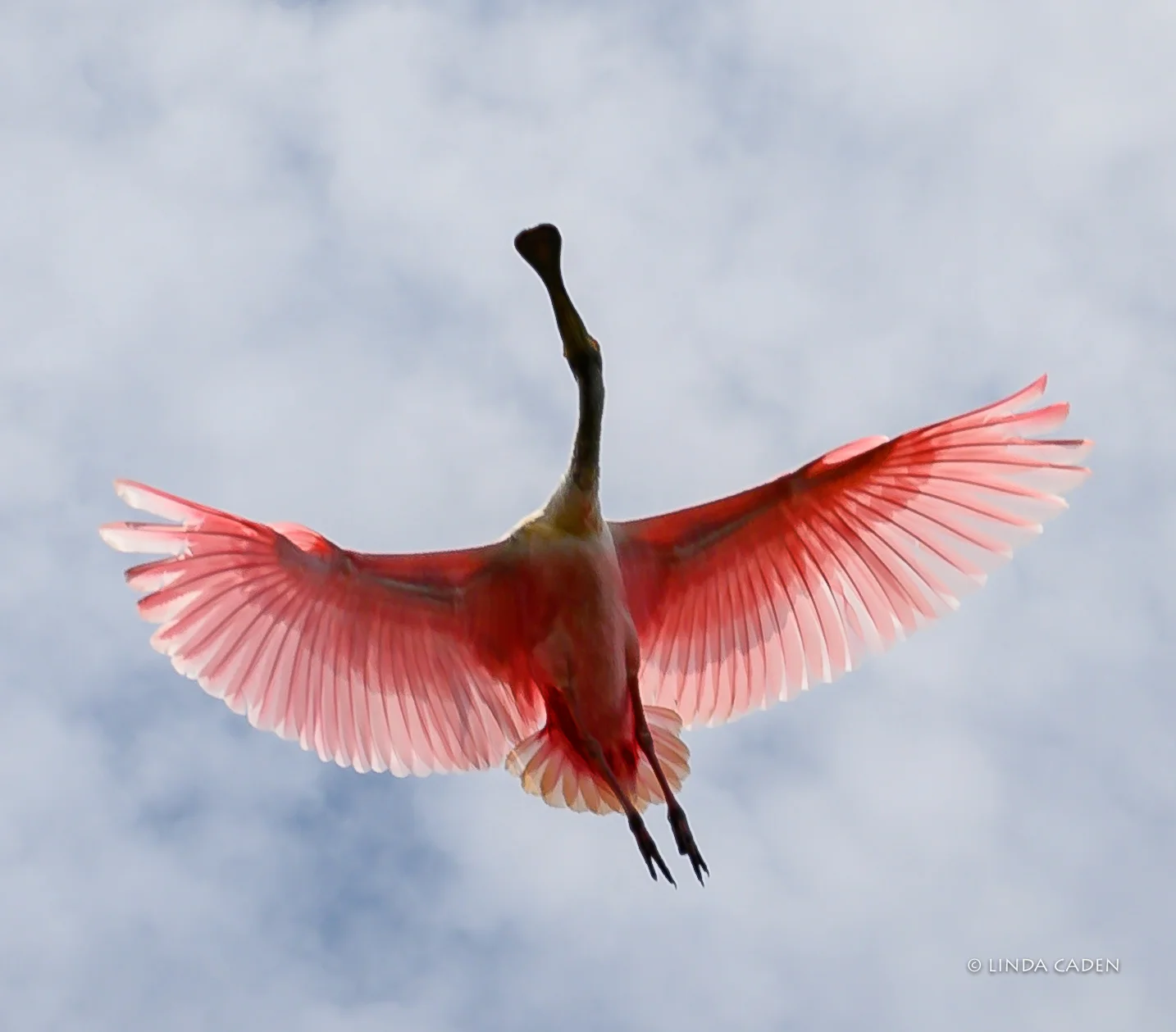 Spoonbill in Flight